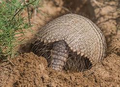 Image result for Armadillo Digging in Yard