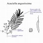 Image result for acacilla