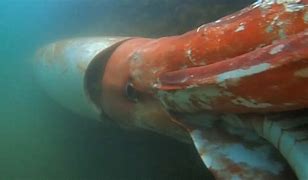 Image result for Largest Sea Animal Ever