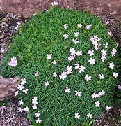 Billedresultat for Dianthus erinaceus