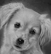 Image result for Puppy Laptop Wallpaper