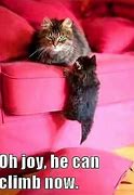 Image result for Tuesday Cat Meme