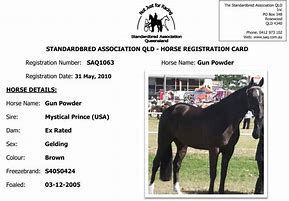 Image result for Horse Racing Papers
