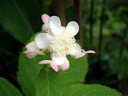 Image result for Deinanthe bifida