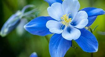 Image result for Blue 3 Flowers