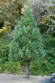 Image result for Sequoiadendron