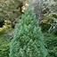 Image result for Sequoiadendron