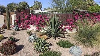 Image result for Desert Landscaping Plants
