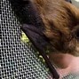 Image result for Big Brown Bat Flying