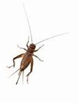 Image result for Cricket Bugs Insects