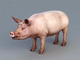 Image result for Mini Pig 3D