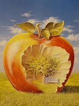 Image result for Apple Fruit Illustration