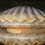 Image result for Oldest Living Cherrystone Quahog in the Ocean