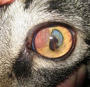 Image result for Feline Retinal Detachment