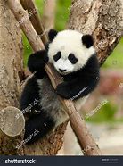 Image result for Baby Panda Bear in Tree