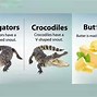 Image result for Difference Between a Crocodile and Alligator for Kids Presentation