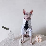 Image result for Cat in a Suit PFP