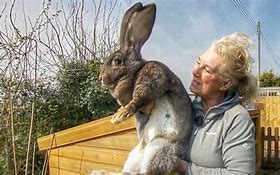 Image result for World's Biggest Continental Giant Rabbit