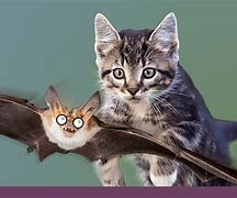 Image result for Cat vs Bat