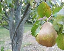 Image result for Golden Apple Pear