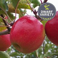 Image result for Dwarf Pink Lady Apple Tree