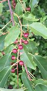 Image result for Wild American Black Cherry Tree