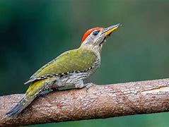 Image result for Picus xanthopygaeus