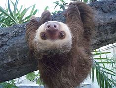 Image result for 2 Toed Sloth Wallpaper