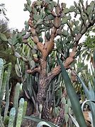 Image result for Cactus Tree