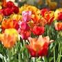 Image result for Holland Tulip Festival Souvenirs