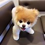 Image result for World's Cutest Dog Boo Die
