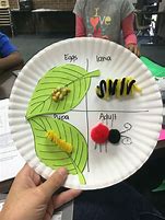 Image result for Insect Life Cycle Stages Preschool