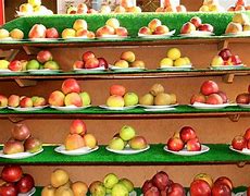 Image result for Color the Apple Red for Preschoolers