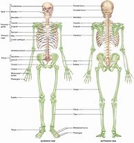 Image result for Skeleton Chart Labeled