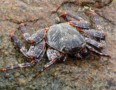 Image result for Thin Shell Rock Crab