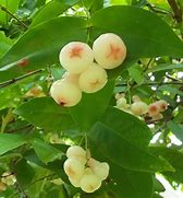 Image result for Syzygium Aqueum