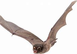 Image result for Bats Flying Motion Blur Transparent Image