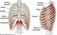 organi gabbia toracica costole o coste organi gabbia toracica costole o coste