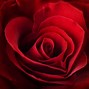 Image result for Rose Flower Heart