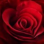 Image result for Coeur Rouge Rose