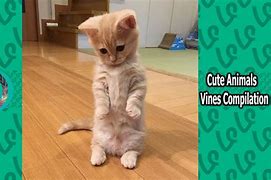 Image result for Funny Animal Collection Vines