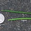 Image result for Sciadopitys verticillata