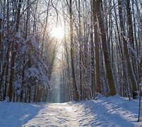 Image result for Winter Forest Axes iPhone Wallpaper