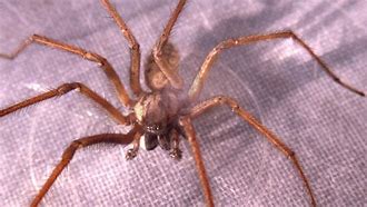 Image result for Biggest House Spider UK