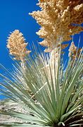 Image result for Arizona Desert Biome Plants