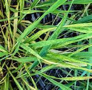 Image result for Wheat Yellow Streak