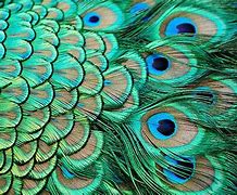 Image result for Feather Single Blue
