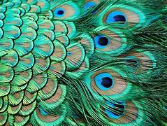 Image result for Peacock Feather Colors