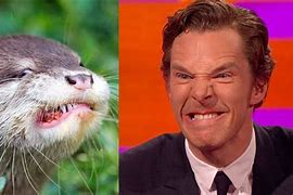 Image result for Benedict Cumberbatch Otter