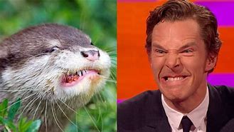 Image result for Hollywood Otter